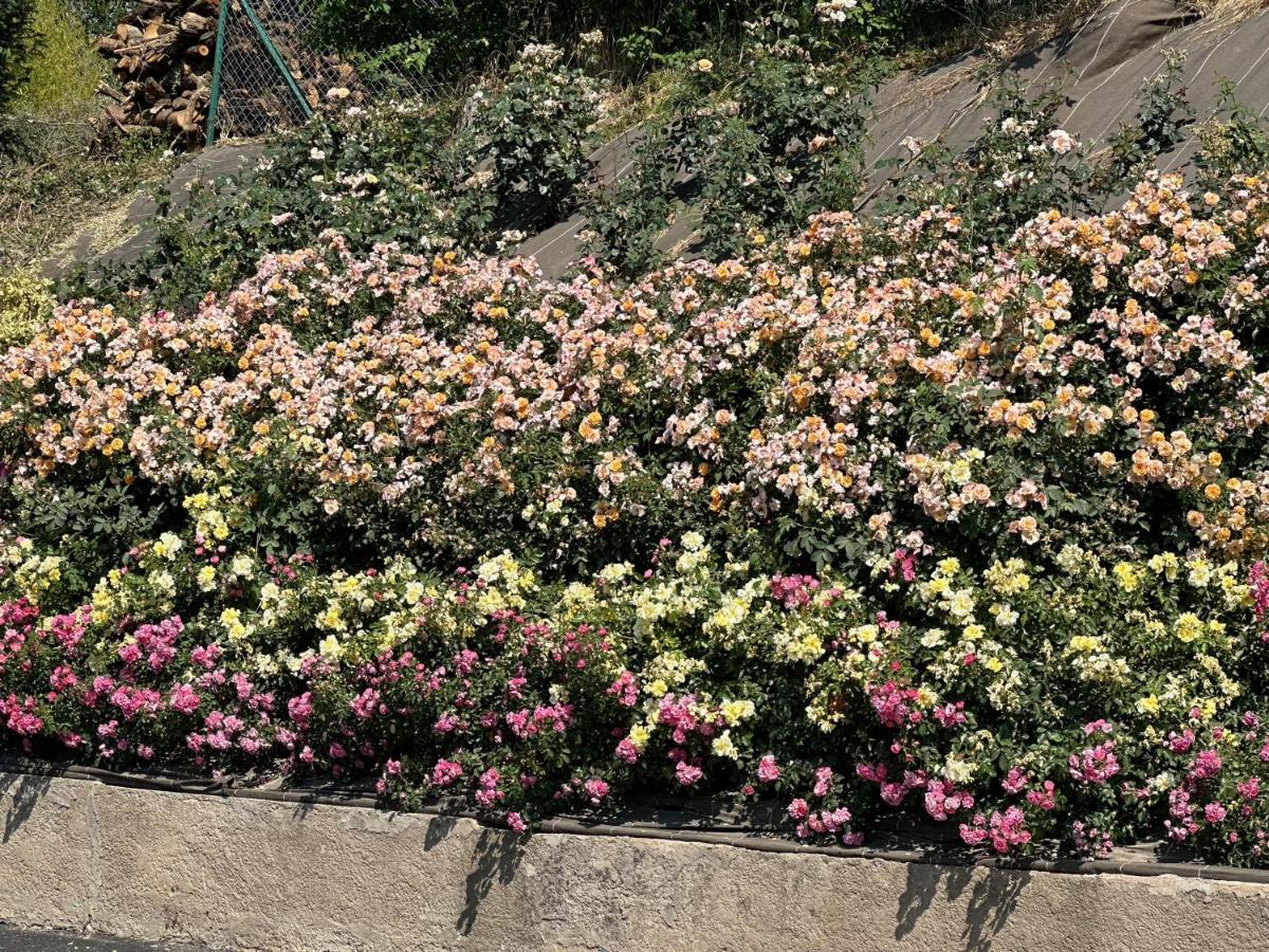 Au Parfum Des Roses Apartment Gunstett Luaran gambar
