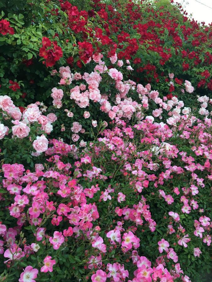 Au Parfum Des Roses Apartment Gunstett Luaran gambar